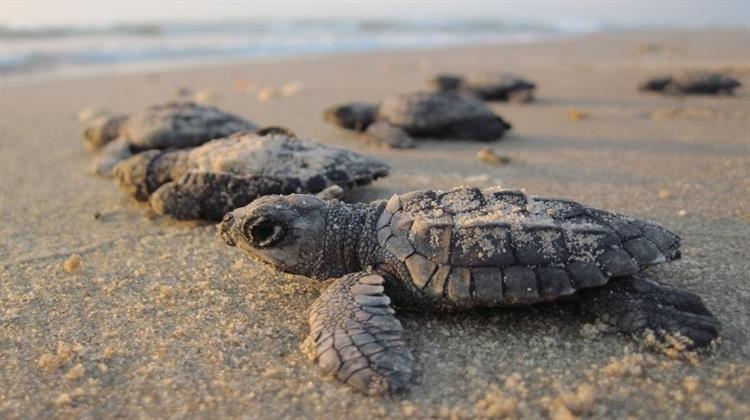 Φωλιές Ρεκόρ για την Caretta-Caretta στην Ελλάδα (γράφημα)